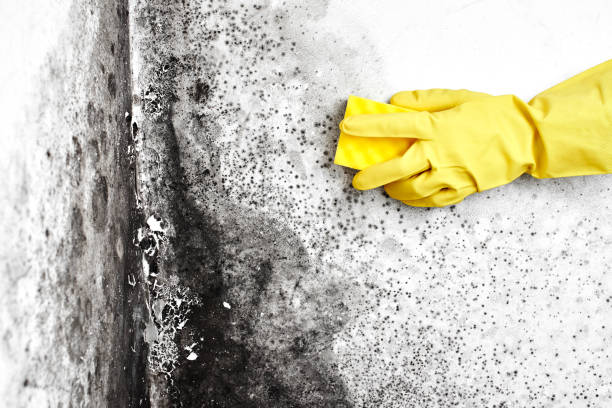 Best Residential Mold Removal  in Poulsbo, WA