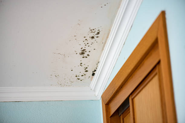 Best Affordable Mold Removal  in Poulsbo, WA