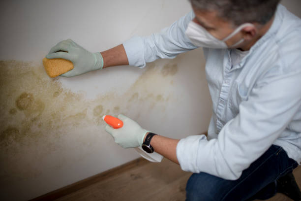Best Emergency Mold Removal  in Poulsbo, WA