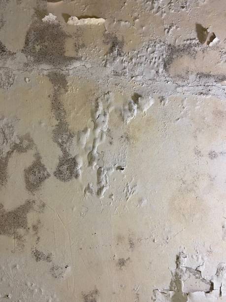 Reliable Poulsbo, WA Mold Removal Solutions