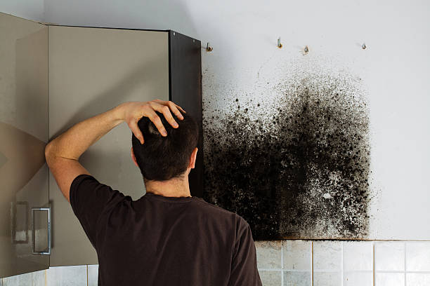 Best Certified Mold Removal  in Poulsbo, WA